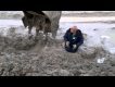 Man pulled out from deep mud (only in Russia)