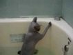 Cat Loves Water