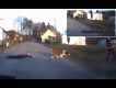 St Bernard Dog drags boy across the road nearly gets run over by car new 2015