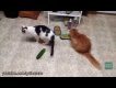 Katės kurios laabai bijo agurkų