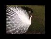 Albino Peacock