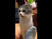 Cat sniffing socks