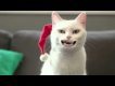 cat singing Jingle Bells