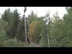 Su sraigtasparniu apipjausto medžius šalia elektros laidų