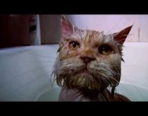 Cat in a bath... 