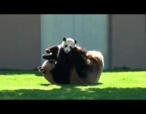 Panda žaidžia su savo jaunikliu
