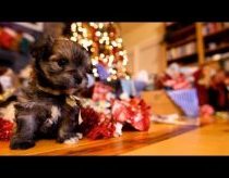 Šuniukų Kalėdos ir išpakuojamos dovanos