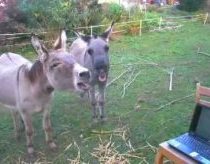 ★ Donkey watches donkey on youtube