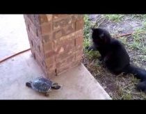Cat and turtle chasing each other