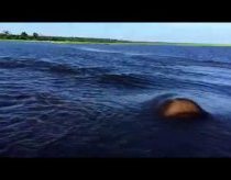 Hippo Charge on Chobe River