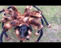 Didžiulis mutantas voras (šuo su voro kostiumu)