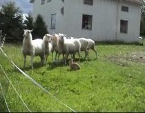 Sheep Herding Rabbit