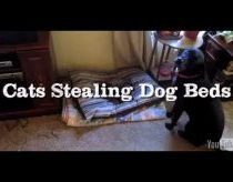 Cats Stealing Dog Beds Compilation