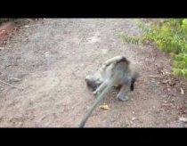 Baby Monkey fighting with a kitten