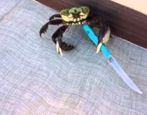 Funny crab killer with knife