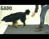 Magijos triukas šunims - juokingos šunų reakcijos