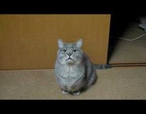Unusual Begging Cat Cute