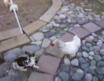 2 chickens break up rabbit fight!