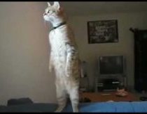 A cat stands on 2 feet