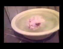 Katinas nenori išlipti iš vandens vonelės