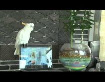 Crazy, and amazing Parrot singing Gangnam style