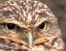 Dramatic Owl