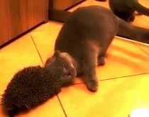 Katinas ežiuką naudoja kaip šepetį kailiui šukuoti