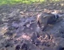 Dog likes mud bath