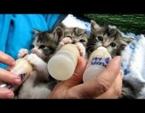Mieli kačiukai geria pieną iš buteliukų
