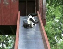 Kittens on a Slide