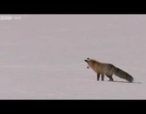 Fox Snow Dive - Yellowstone - BBC Two