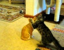 Ninja kitty tries to kill ceramic pal