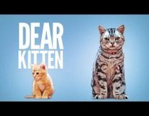 Dear Kitten