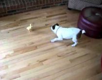 Duck vs. Pup