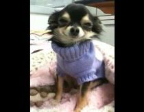 Besišypsantis Chihuahua veislės šuniukas