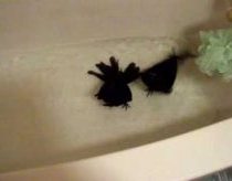 Pet crow takes a bath