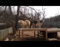 Wolf Sanctuary - Pack Howling