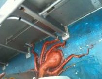 Smartest octopus escapes closed jar