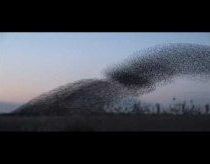 Starling footage cut to Pachelbel