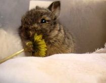 Baby bunny eats a tiny flower, washes its face