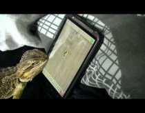 Egzotiniškas driežas dar žinomas kaip barzdotasis drakonas žaidžia Ant Crusher žaidimuką su Android