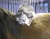 The Cat that loves Horses