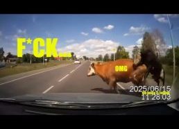 Karvė išbėga į kelią prieš automobilį