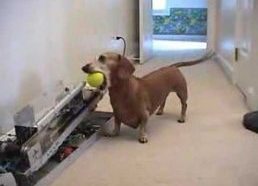 Automatinė kamuoliukų svaidymo mašina šunims