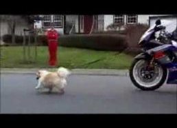 Žmonos šuns vedžiojimas motociklu (ar gali būti smagiau)