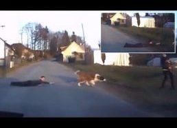 St Bernard Dog drags boy across the road nearly gets run over by car new 2015