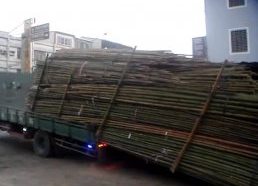 Kaip kinijoje iš sunkvežimio iškraunamos 3 tonos bambukų per 30sekundžių