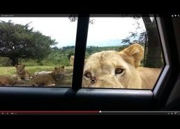 Liūtas dantimis atidaro mašinos duris