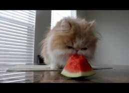 Kai katinai valgo arbūzus