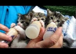Mieli kačiukai geria pieną iš buteliukų